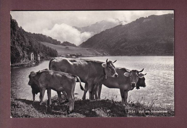 Idyll am KLÖNTALERSEE - Kühe