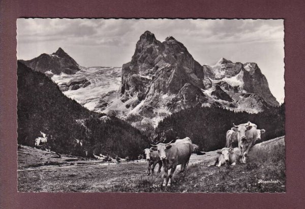 ROSENLAUI - Kühe