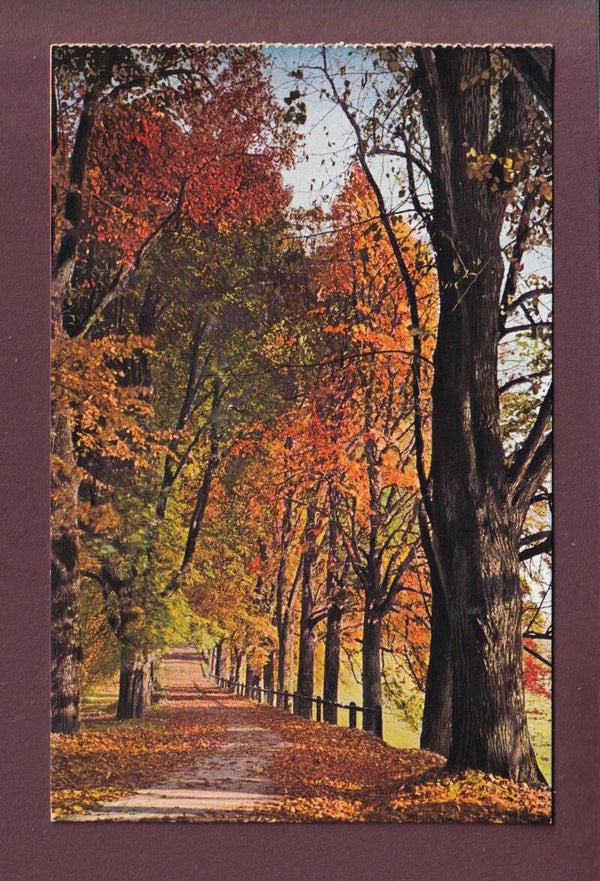 BERN - Elfenauallee