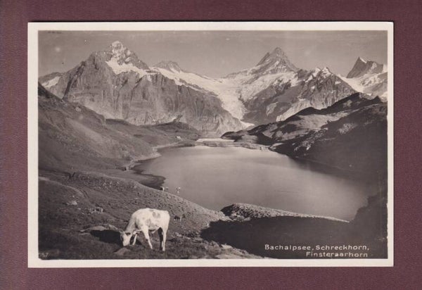 BACHALPSEE - Kuh - Schreckhorn - Finsteraarhorn