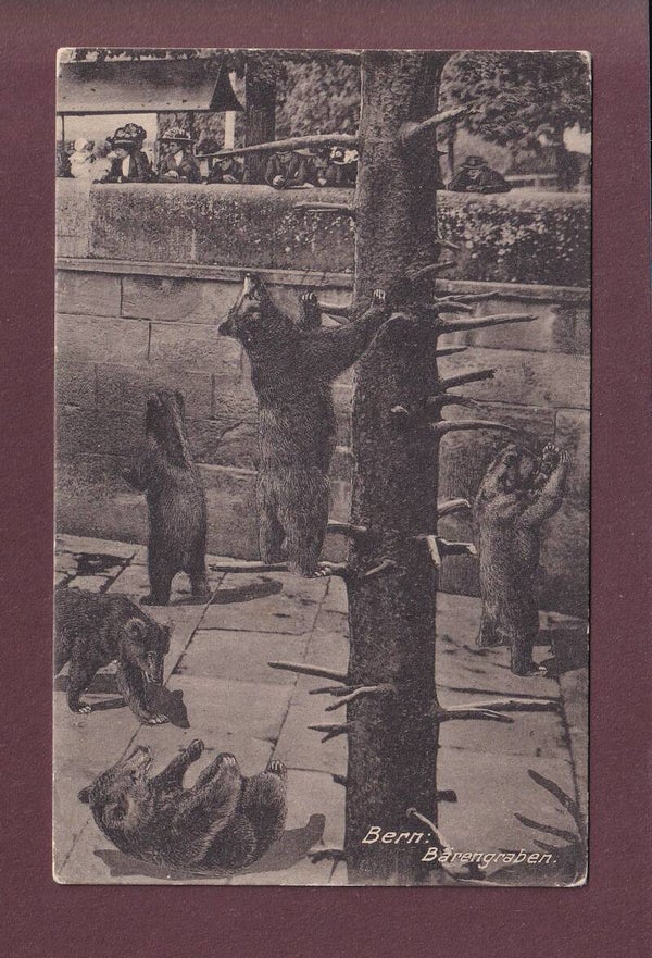 BERN - Bärengraben - 1914