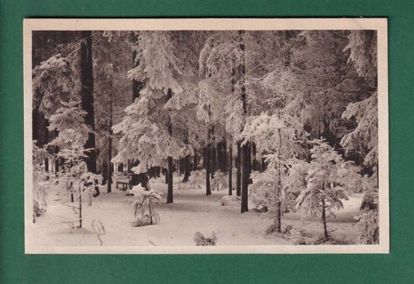 KÖNIGSFELD - Winterwald