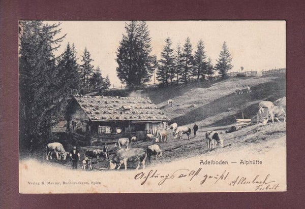 ADELBODEN - Alphütte - Kühe - 1904