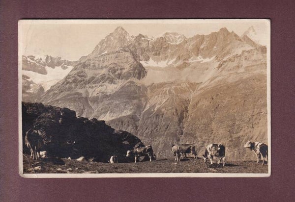 GABELHORN - ZINALROTHORN - Kühe - 1920