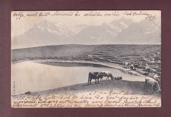LAC et VACHES - 1903