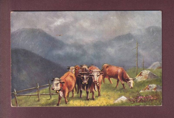 VACHES - 1908 Feldpost