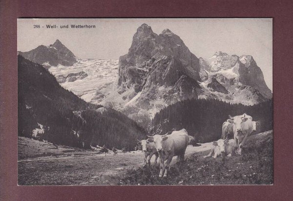 WELL- und WETTERHORN - Kühe