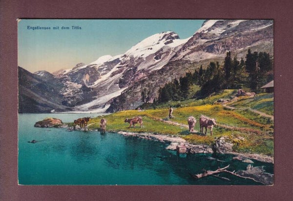 ENGSTLENSEE - Titlis - Kühe