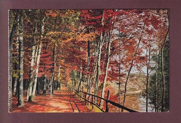 BERN - Waldweg im Dählhölzli
