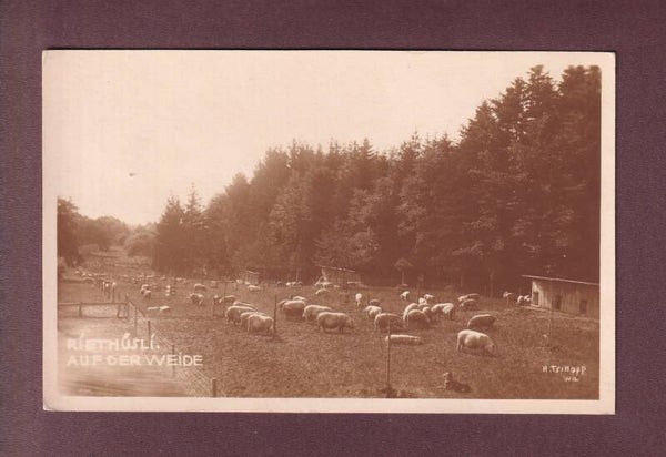 RIETHÜSLI - Auf der Weide - Schweine