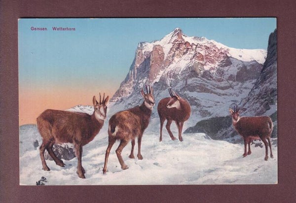 CHAMOIS / GEMSEN - Wetterhorn