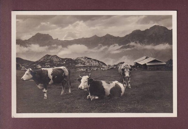 Auf der ALP - KÜHE - 1937