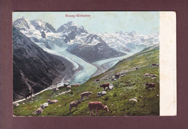 ROSEG-GLETSCHER - Kühe - 1908