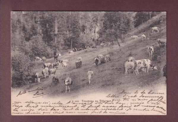 Troupeau de VACHES au pâturage - 1905