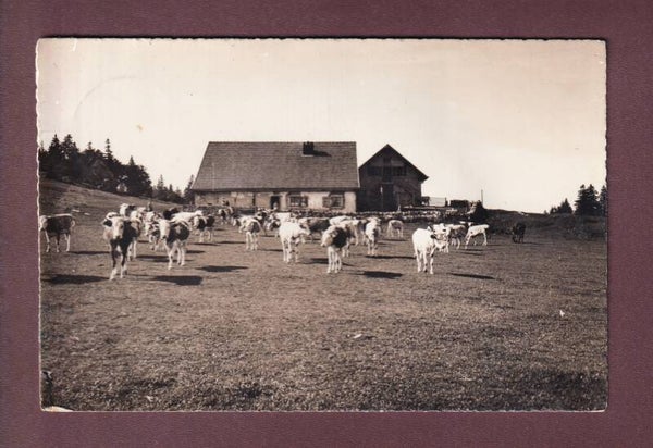 LE SOLIAT - Creux-du-Van - Vaches - 1949