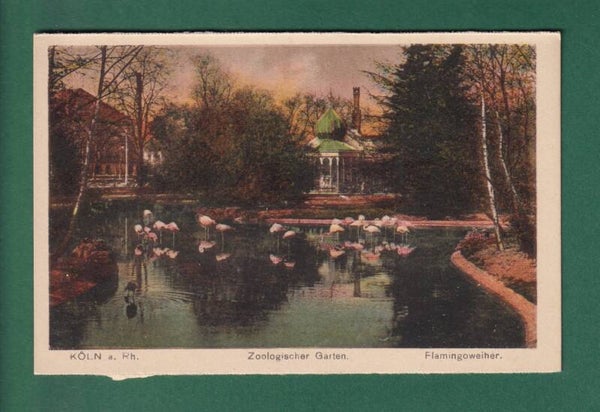 KÖLN - Zoo - Flamingoweiher