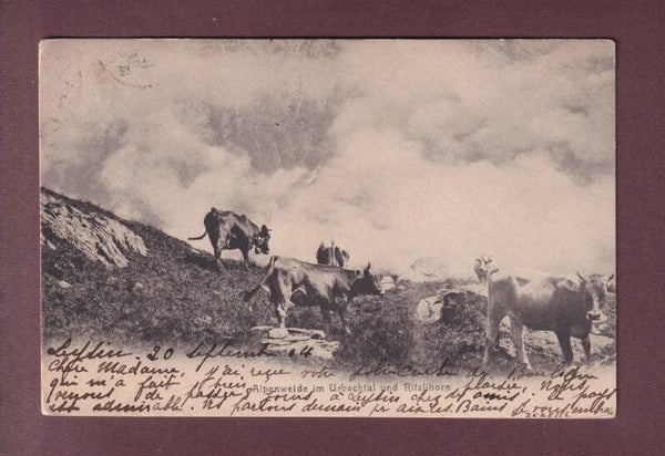Alpenweiden im URBACHTAL - Kühe - 1904