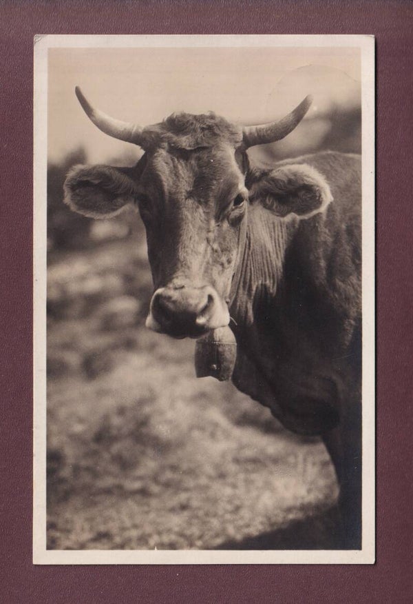 Une belle VACHE - 1935