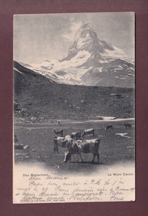 CERVIN - Vaches / METTERHORN - Kühe - 1907