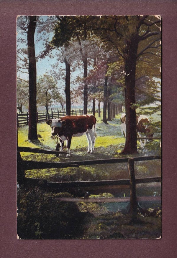VACHES - 1916 // pli d'angle //