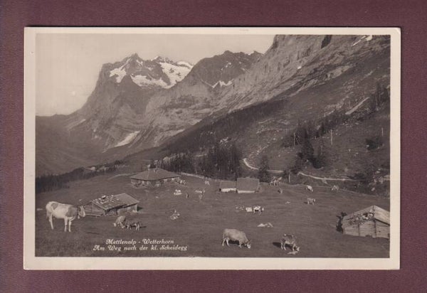 METTLENALP - Wetterhorn - Kühe