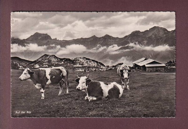 AUF DER ALP - Kühe - 1948