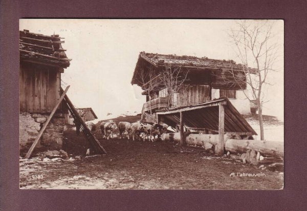 VACHES à l'abreuvoir - 1924 // pli d'angle //