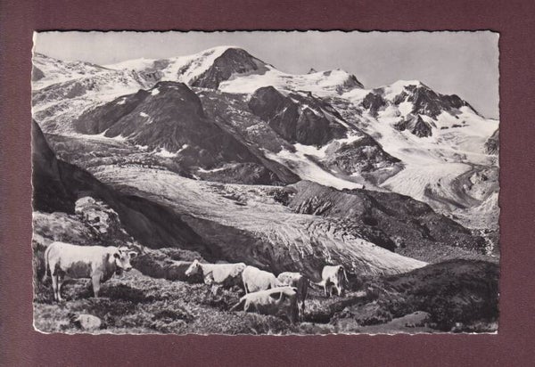 Sustenstrasse - STEINGLETSCHER - Kühe - 1952