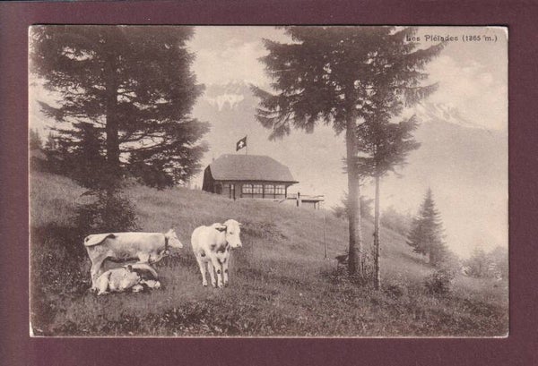 LES PLEIADES - Vaches - 1920