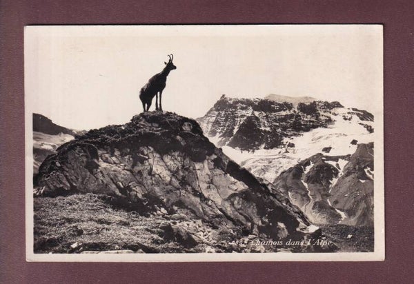 CHAMOIS dans l'alpe - 1932