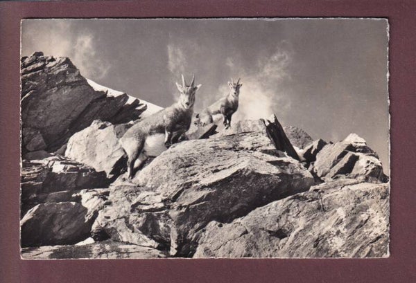 STEINWILD hält Umschau - 1963