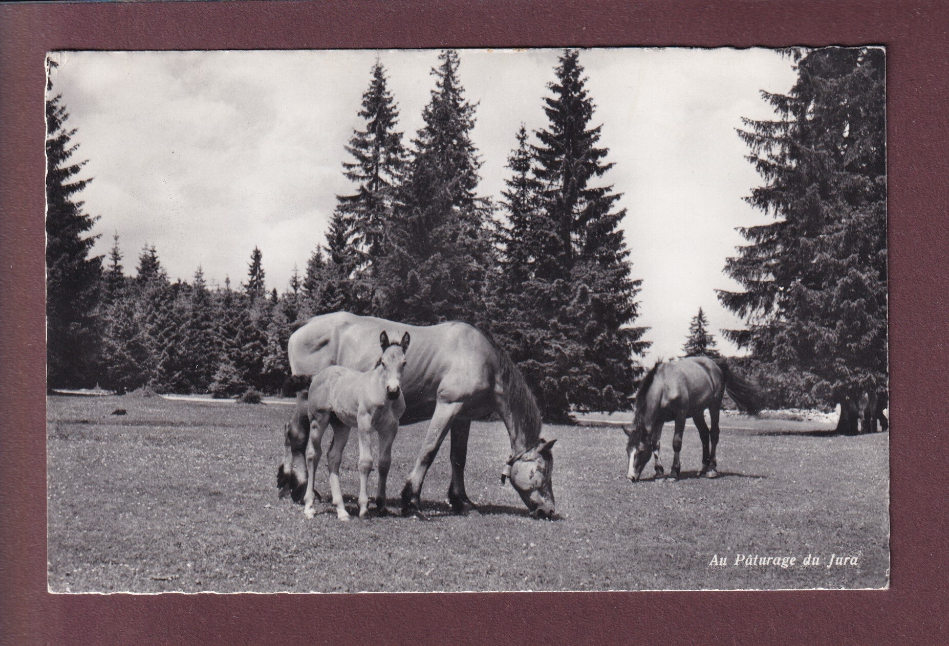 Au Pâturage du JURA - Chevaux