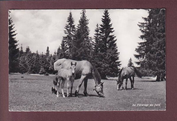 Au Pâturage du JURA - Chevaux