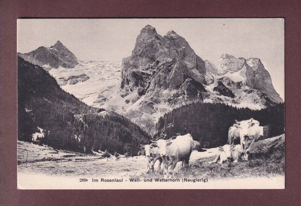 ROSENLAUI - Kühe