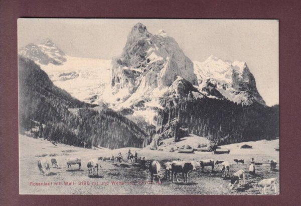 ROSENLAUI - Kühe