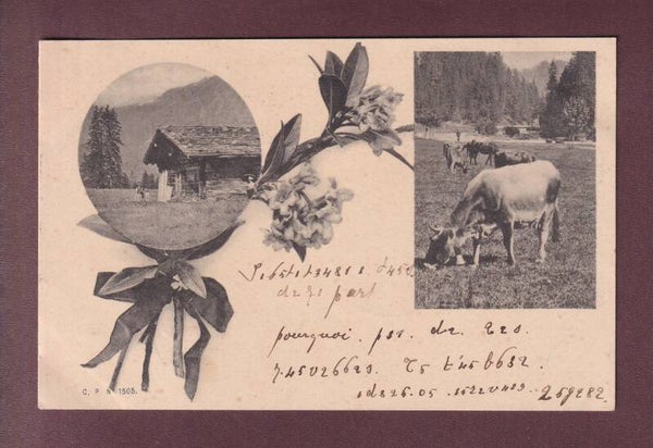 Paysage ALPESTRE - 1901 CPN langage codé