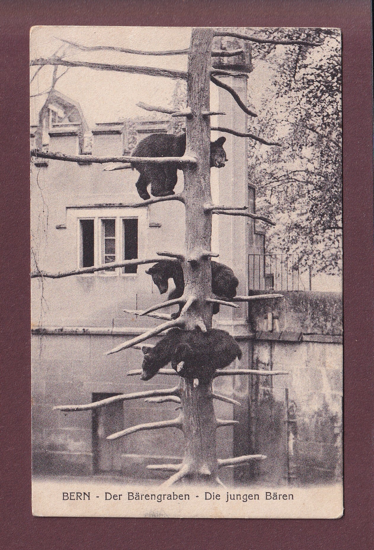 BERN - Bärengraben - Die jungen Bären - 1915