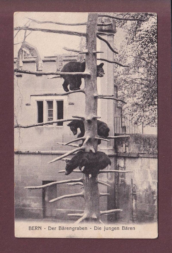 BERN - Bärengraben - Die jungen Bären - 1915