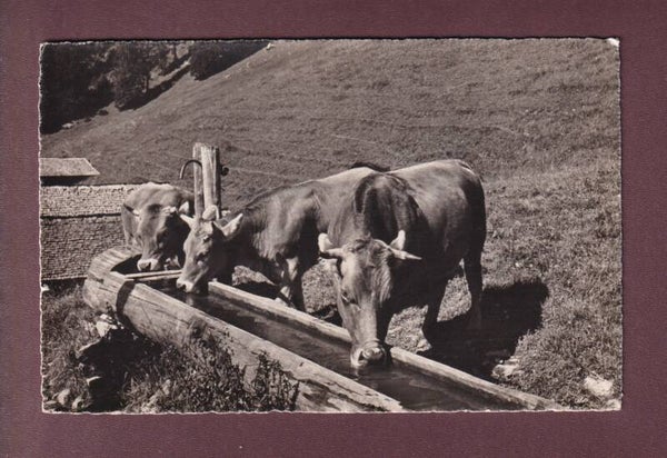 VACHES à la  fontaine - 1948
