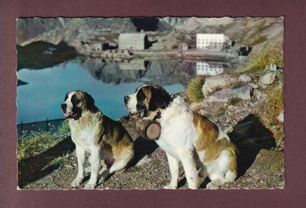 GRAND-SAINT-BERNARD - Chiens - 1961