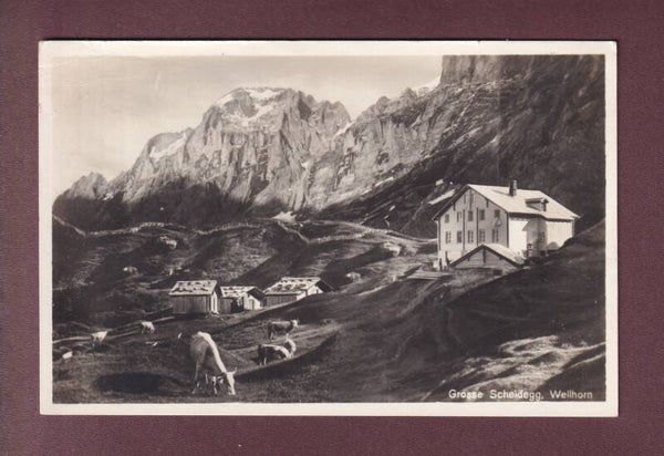 GROSSE SCHEIDEGG - Wellhorn - Kühe - 1931 // Eckbug //