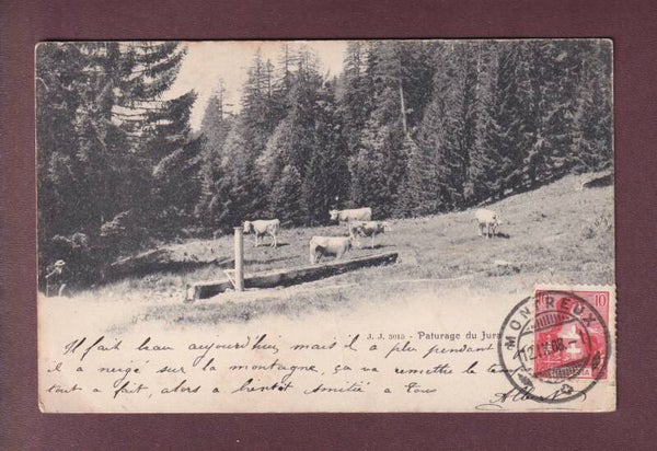Paturage du JURA - Vaches 1908 // pli d'angle + déchirure //