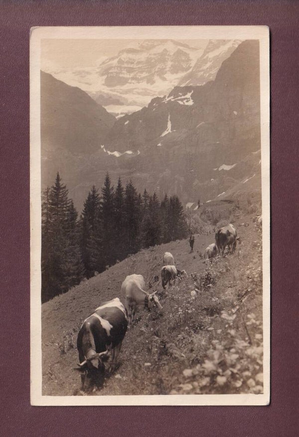 Photo - VACHES aux environs de VILLARS