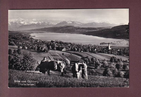 Blick vom EICHBERG - Kühe - 1969