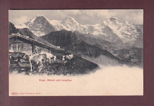 EIGER - MÖNCH - JUNGFRAU - Kühe