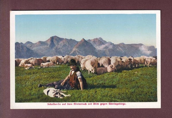 SCHAFHERDE auf dem HINTERRUCK - Säntisgebirge