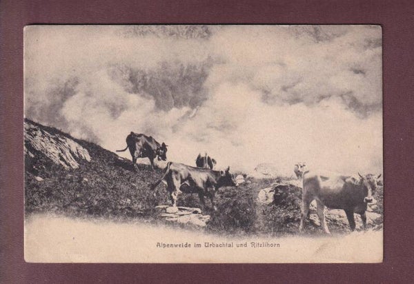 Alpenweide im URBACHTAL - Kühe - Ritzlihorn