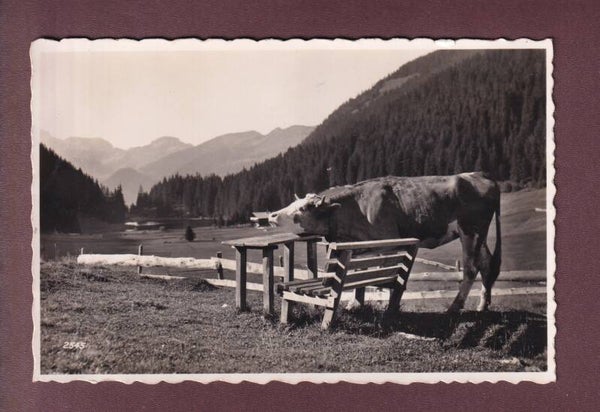 Une belle VACHE
