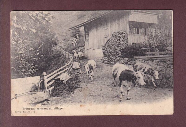 VACHES rentrant au village - CPN