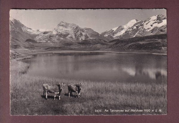 Am TANNENSEE auf Melchsee - Kühe